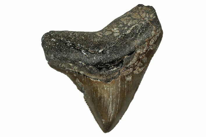 Serrated, Juvenile Megalodon Tooth - North Carolina #351769